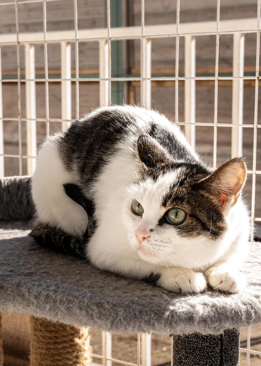 Кошка Клеопатра, кошка, Приют Бирюлево, Москва. Фото 3 из 8.