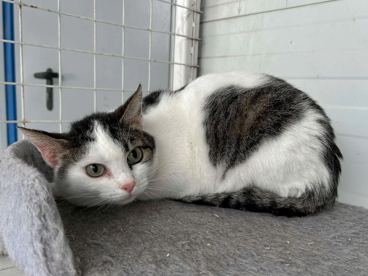 Кошка Клеопатра, кошка, Приют Бирюлево, Москва. Фото 1 из 8.