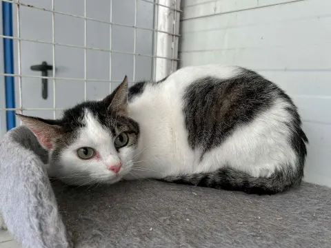 Клеопатра — кошка, Москва