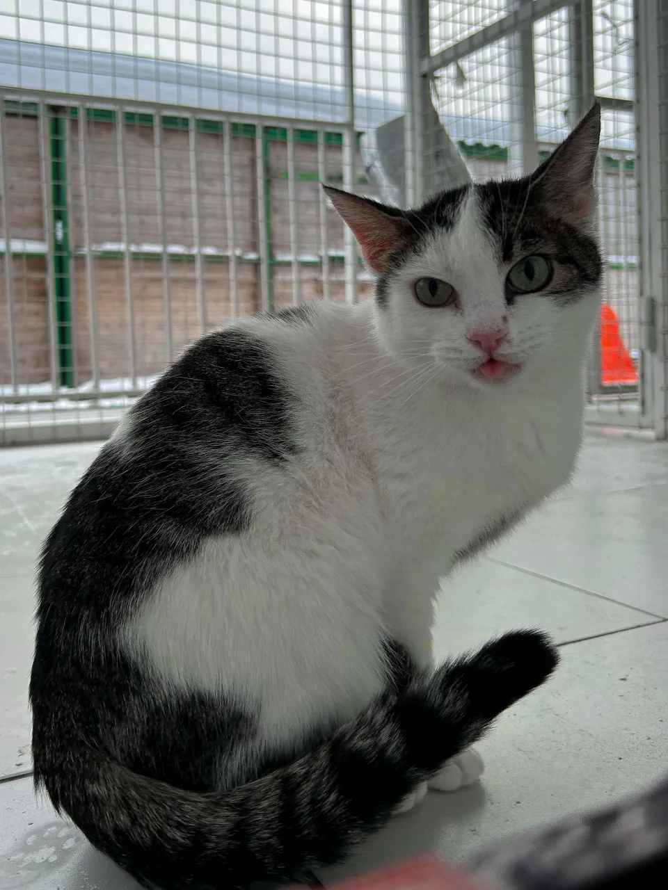Кошка Клеопатра, кошка, Приют Бирюлево, Москва. Фото 8 из 8.