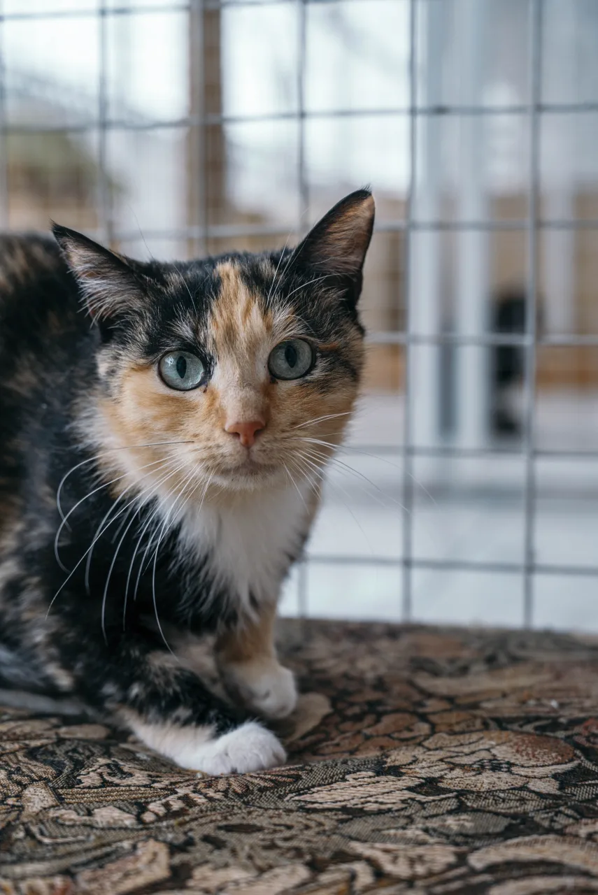 Кошка Селена, кошка, Приют Бирюлево, Москва. Фото 6 из 6.