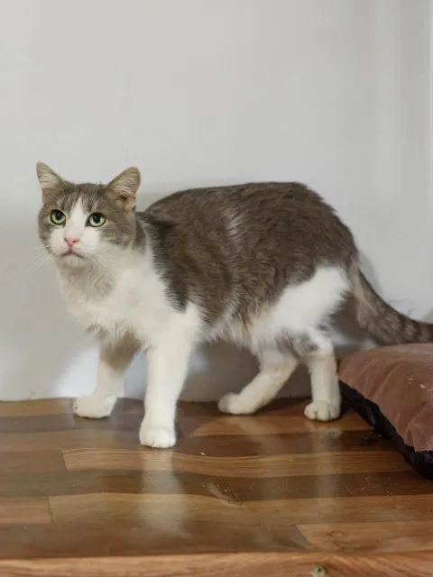 Скади — кошка, Москва