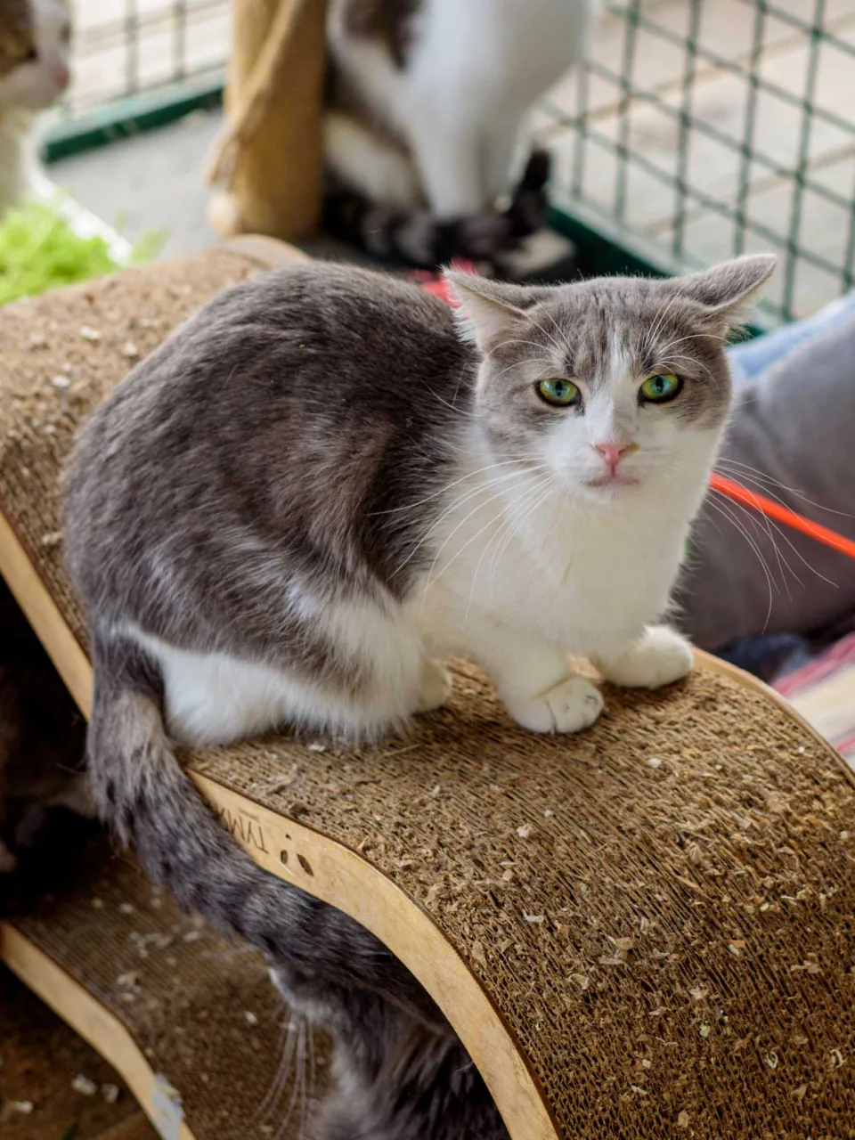 Кошка Скади, кошка, Приют Бирюлево, Москва. Фото 7 из 7.