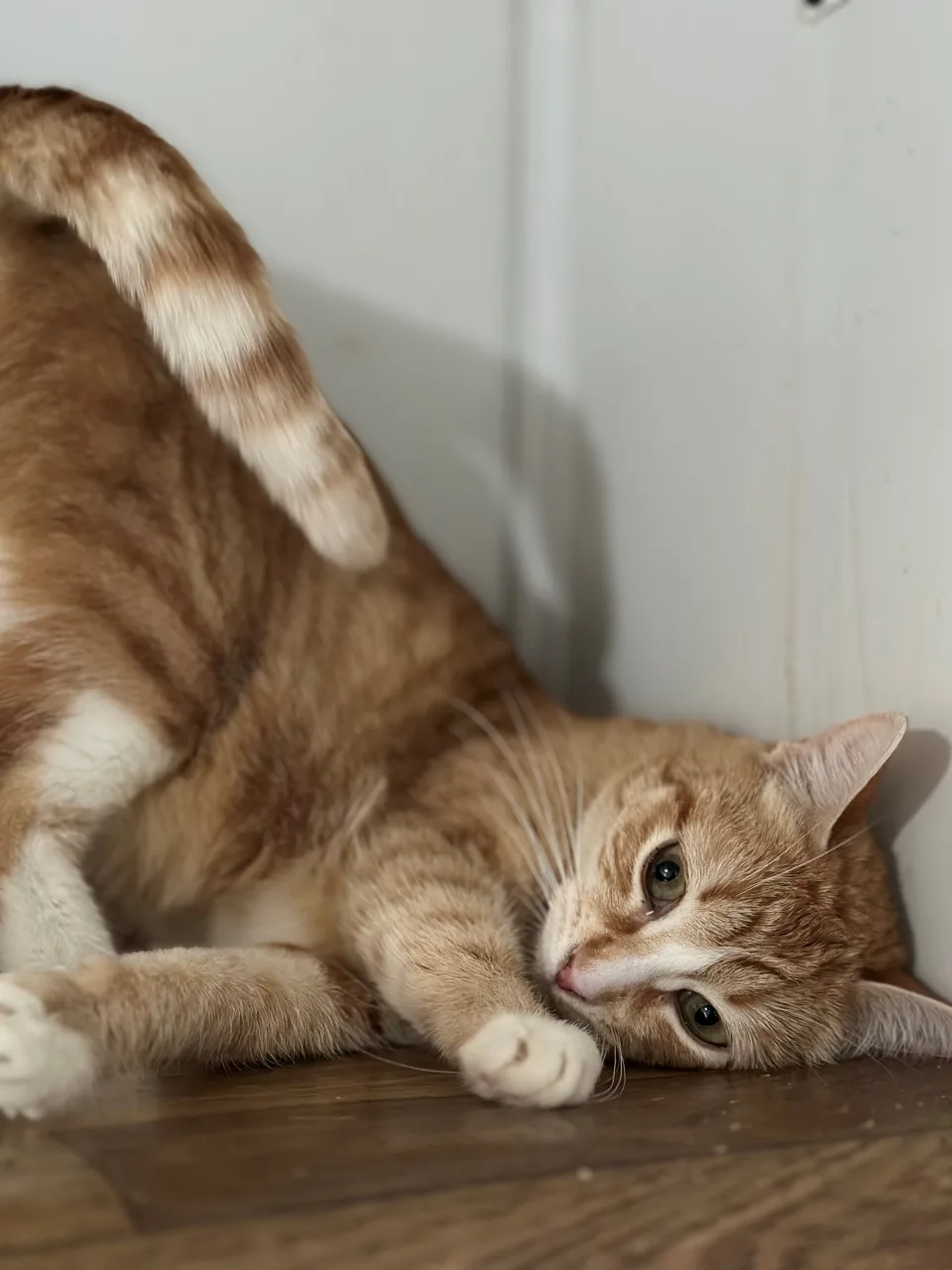 Кошка Дюша, кот, Приют Бирюлево, Москва. Фото 6 из 7.