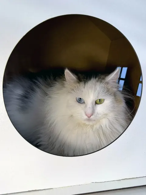 Зик — кошка, Москва