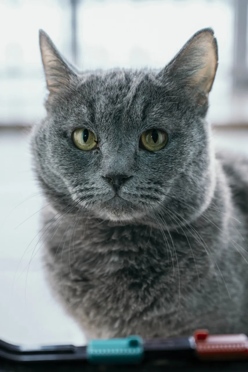 Кошка Граф Серов, кот, Приют Бирюлево, Москва. Фото 2 из 8.
