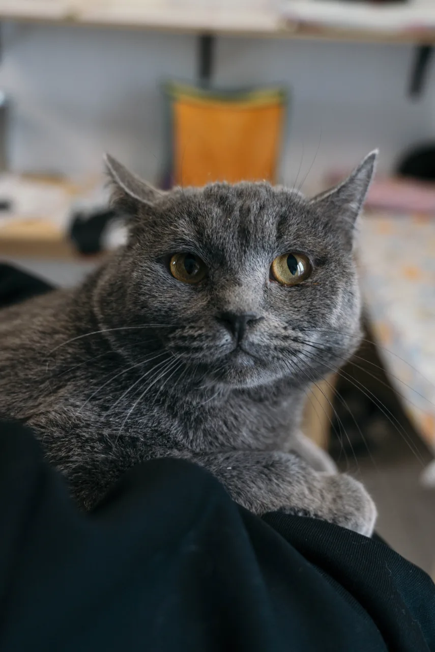 Кошка Граф Серов, кот, Приют Бирюлево, Москва. Фото 3 из 8.