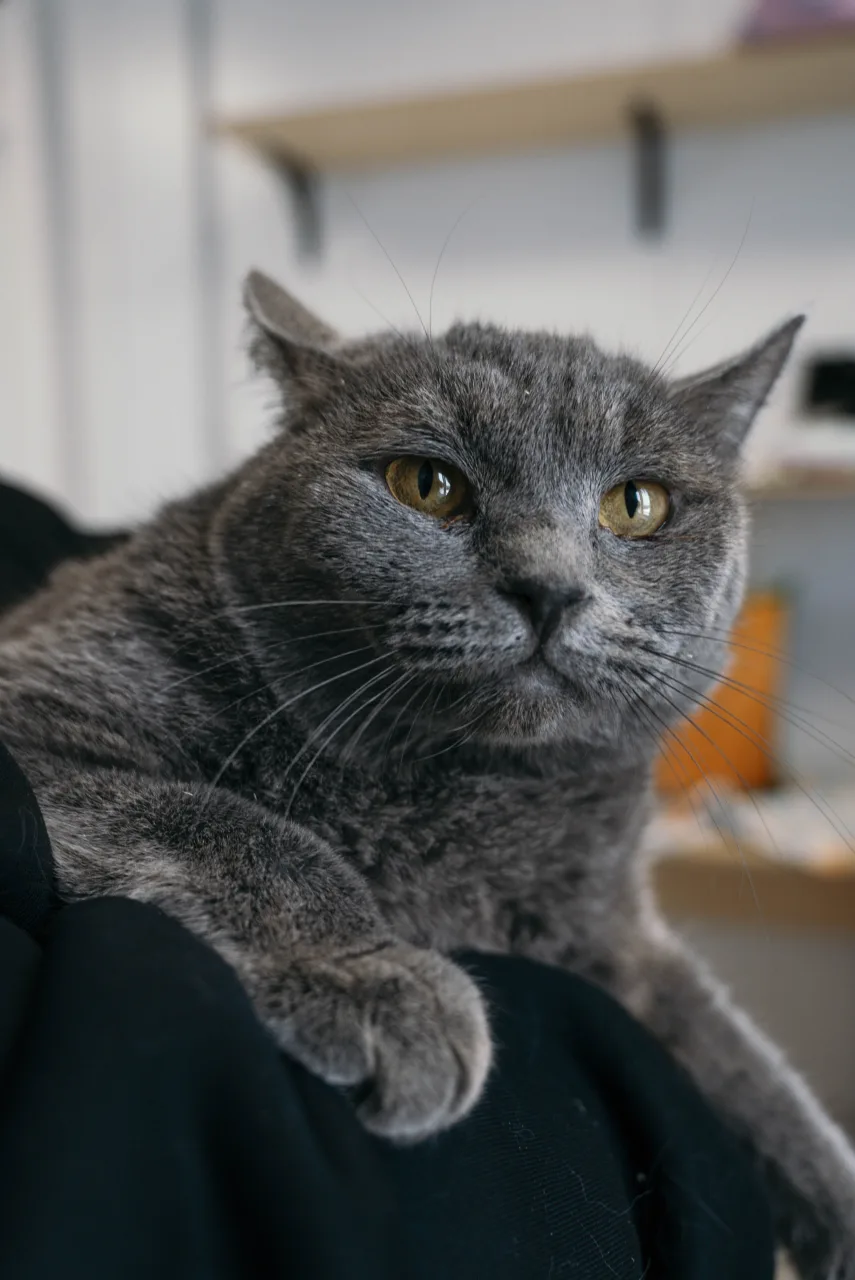 Кошка Граф Серов, кот, Приют Бирюлево, Москва. Фото 4 из 8.