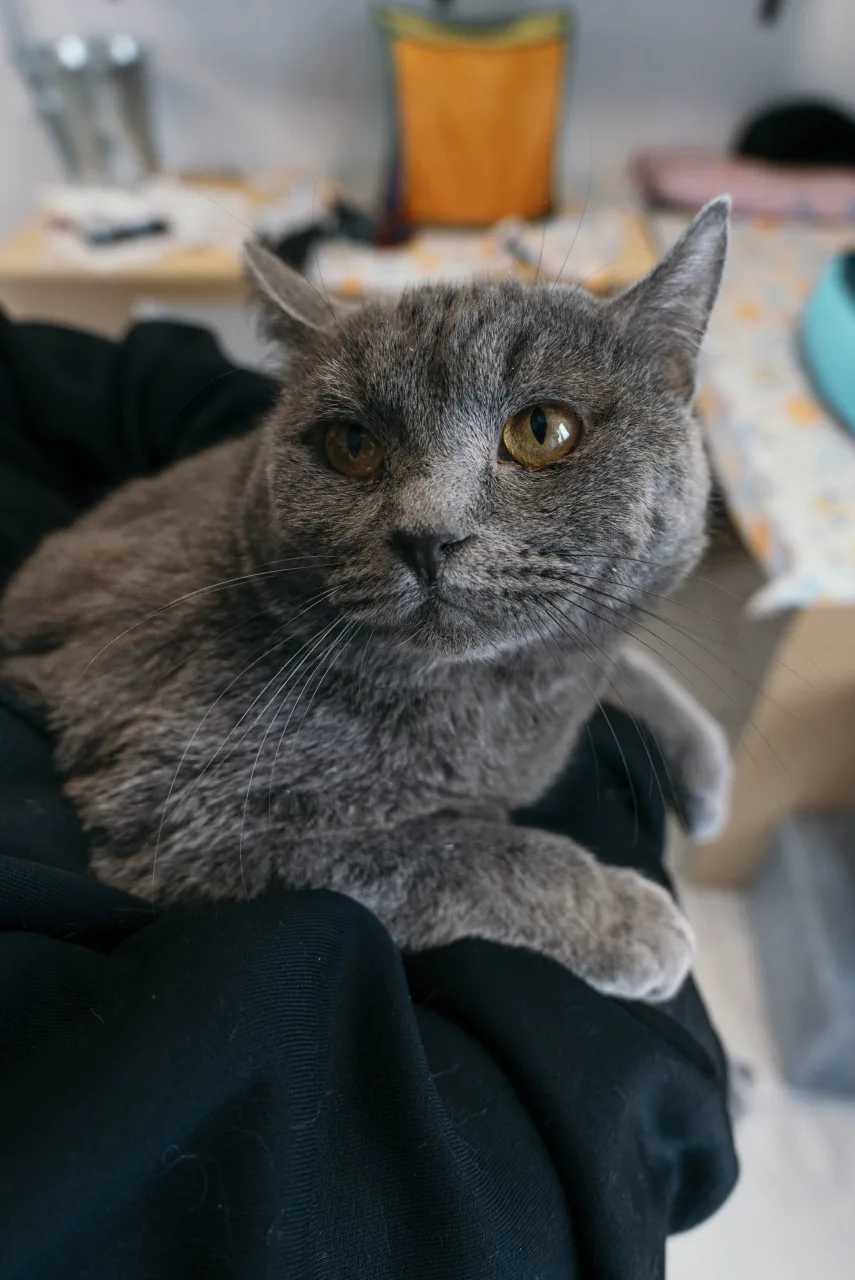 Кошка Граф Серов, кот, Приют Бирюлево, Москва. Фото 5 из 8.