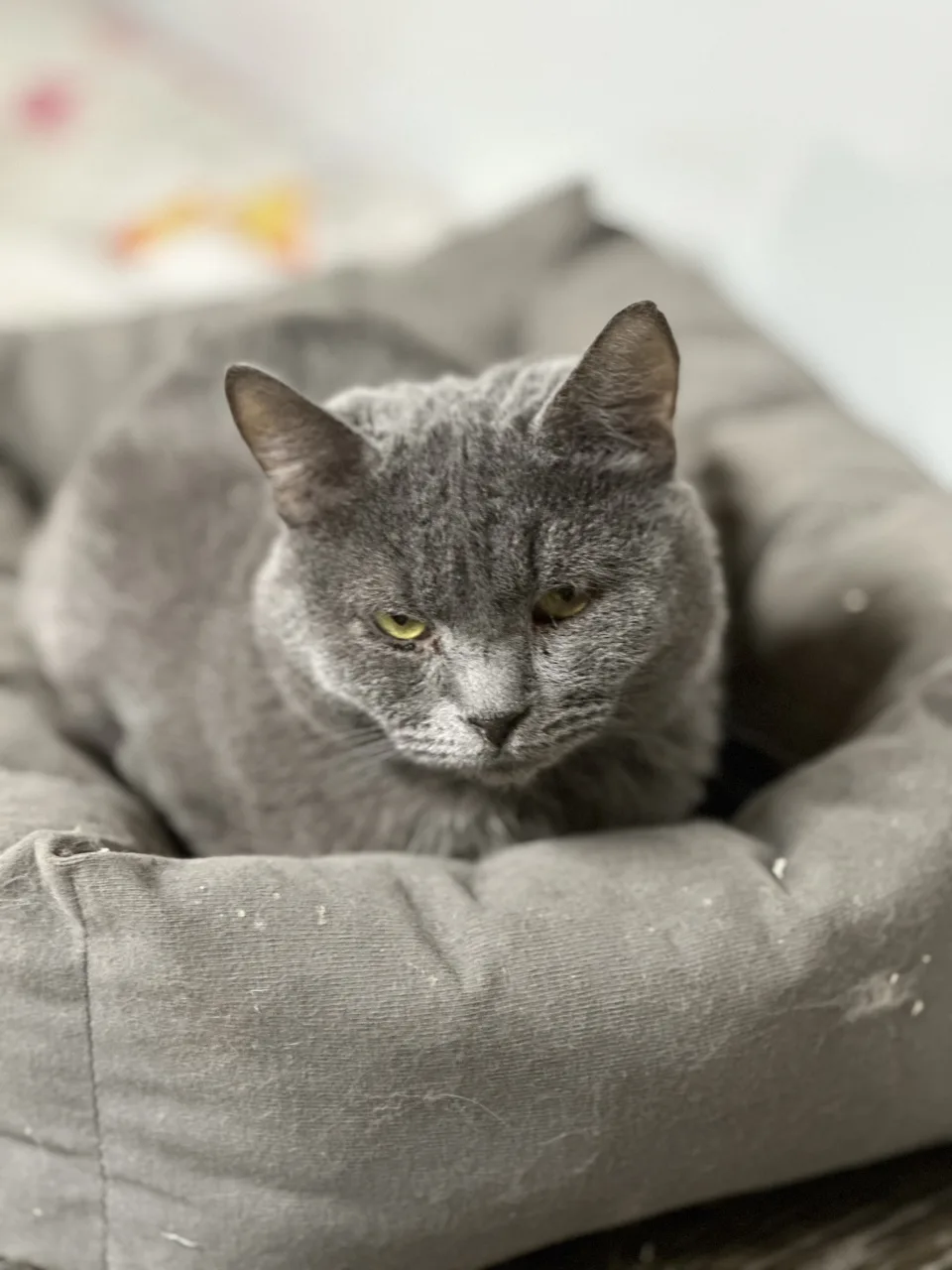 Кошка Граф Серов, кот, Приют Бирюлево, Москва. Фото 7 из 8.