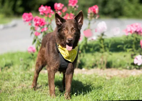 Нутелла — собака Около 6 лет, Москва