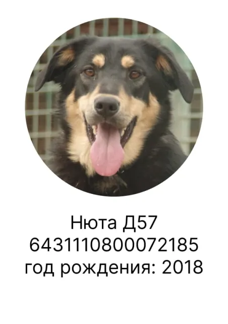 Нюта — собака, Москва