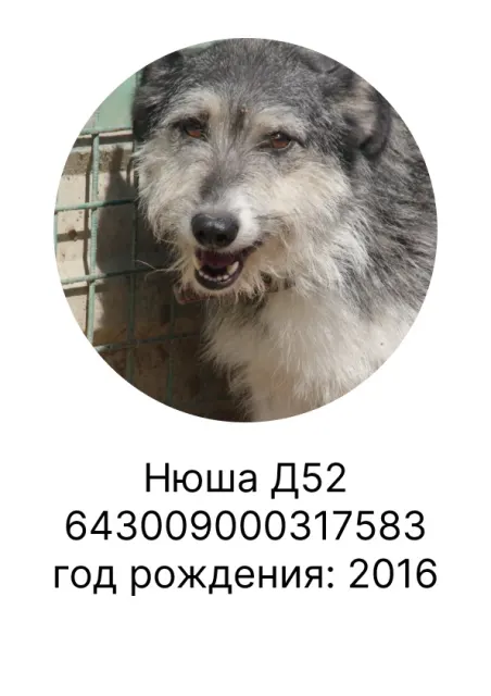 Нюша — собака, Москва