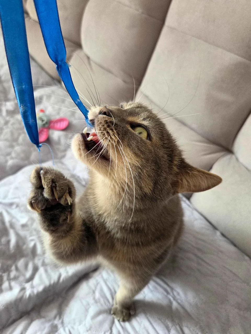 Кошка Черри, кошка, Приют Бирюлево, Москва. Фото 4 из 6.