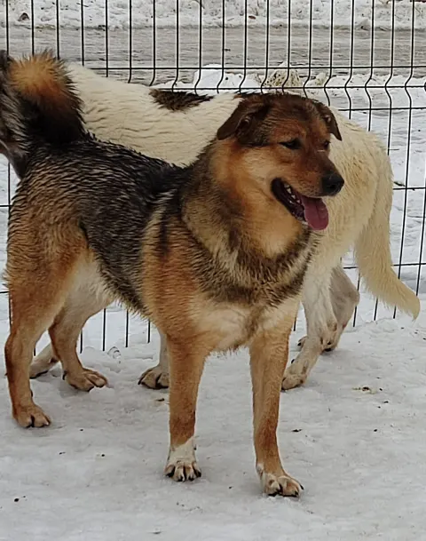 Реми — собака, Москва