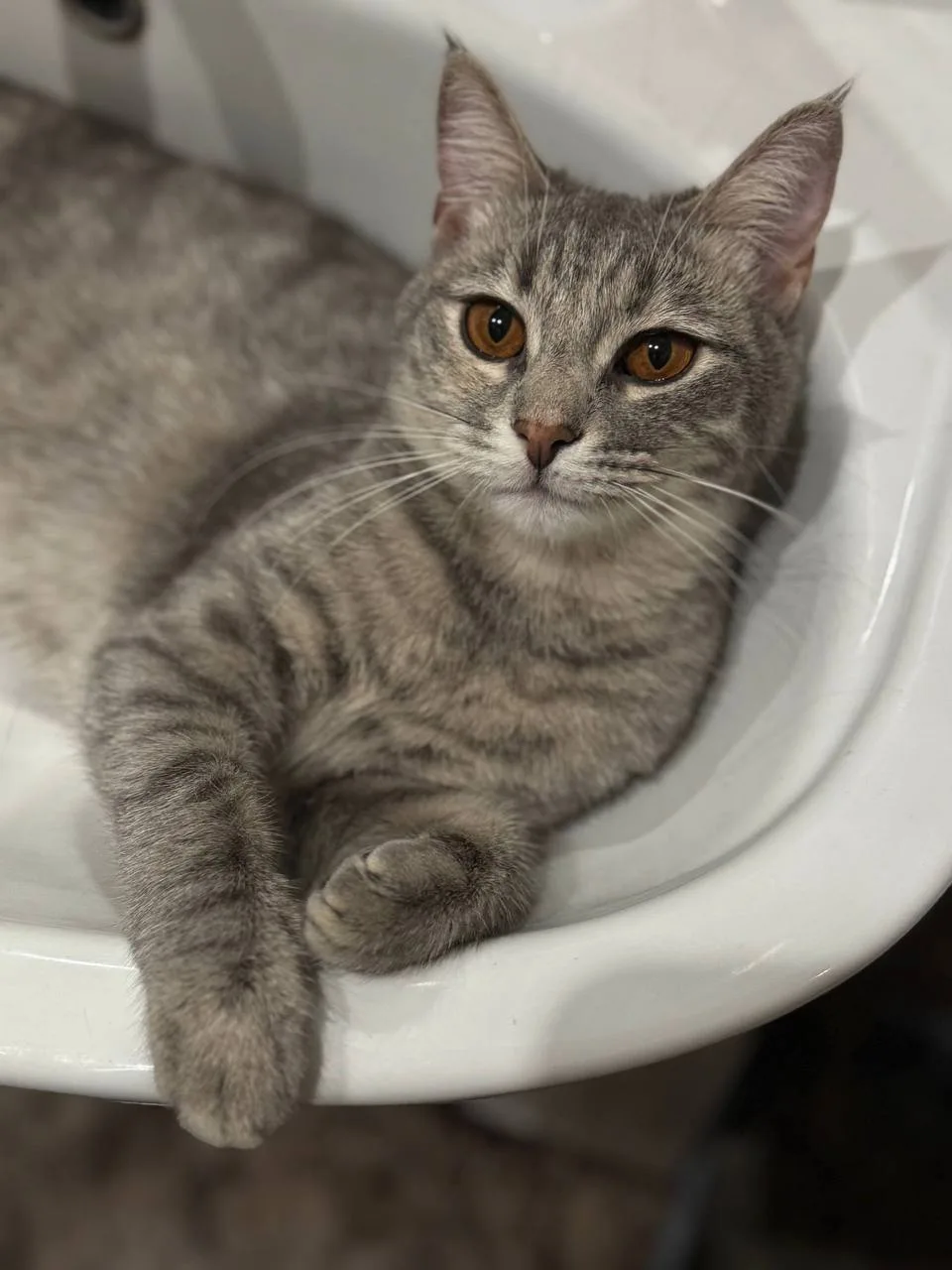 Кошка Ягодка, кошка, Meow Family, Москва. Фото 2 из 4.