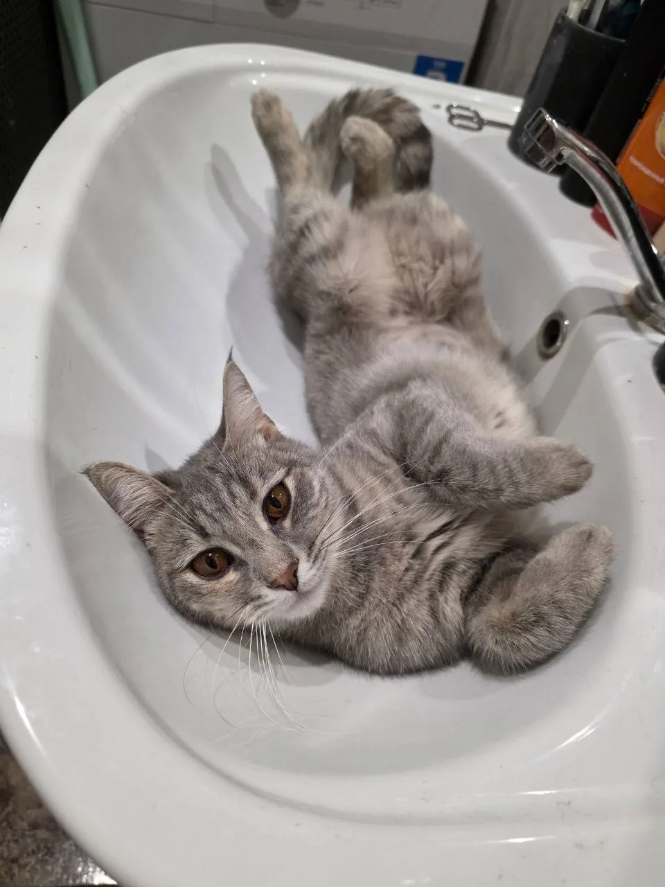 Кошка Ягодка, кошка, Meow Family, Москва. Фото 3 из 4.