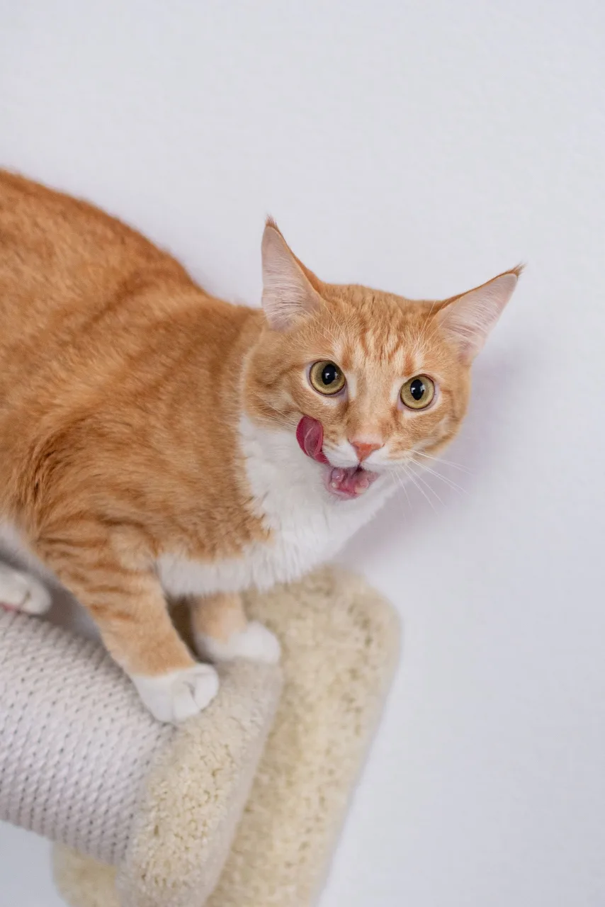 Кошка Марс, кот, Meow Family, Москва. Фото 4 из 5.