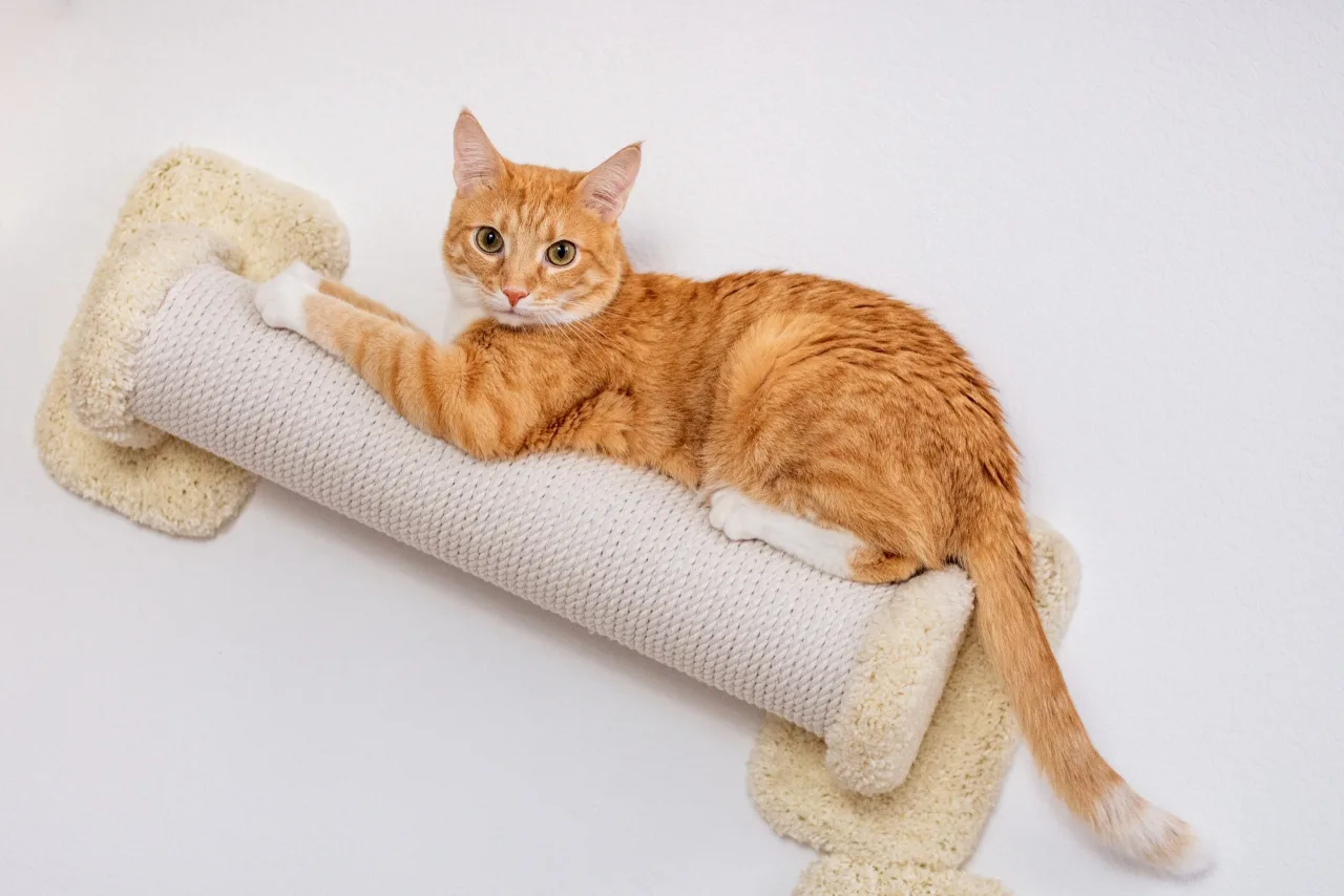 Кошка Марс, кот, Meow Family, Москва. Фото 5 из 5.