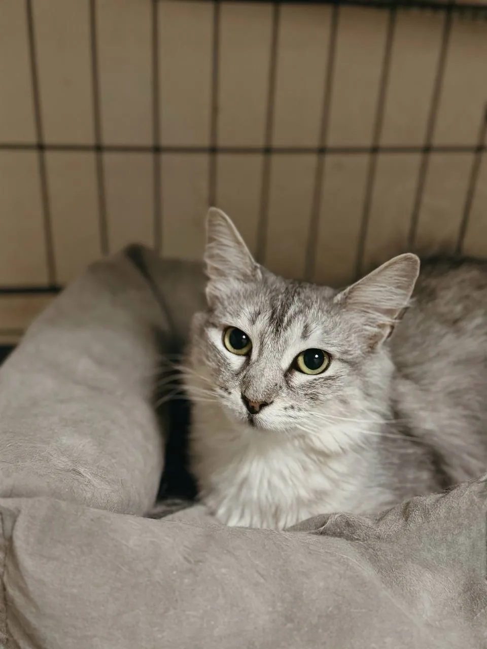 Кошка Самбука, кошка, Meow Family, Москва. Фото 2 из 2.