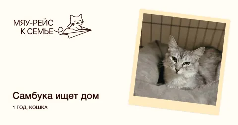 Самбука — кошка Около 1 года, Москва