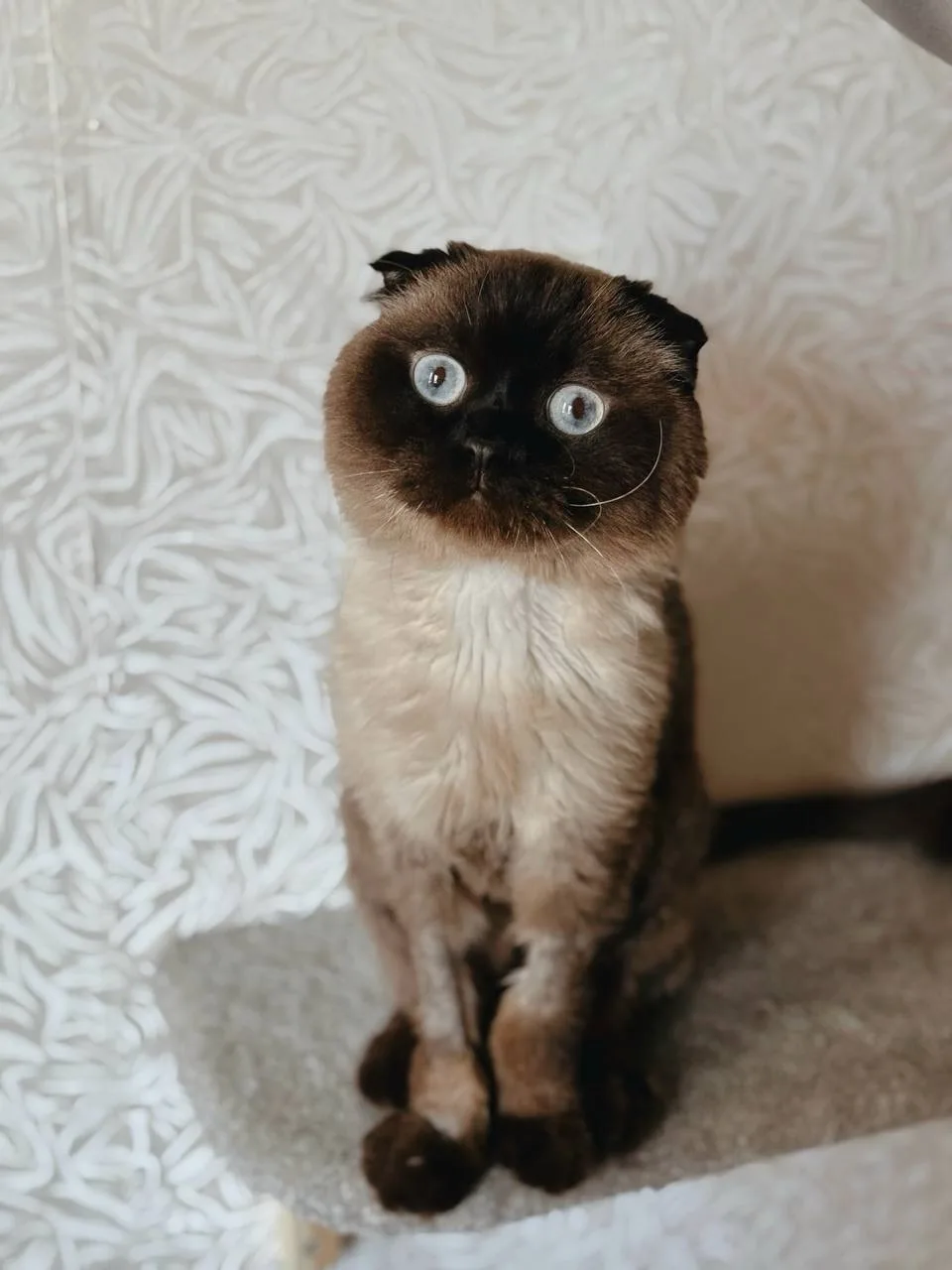 Кошка Марс, кот, Meow Family, Москва. Фото 2 из 7.