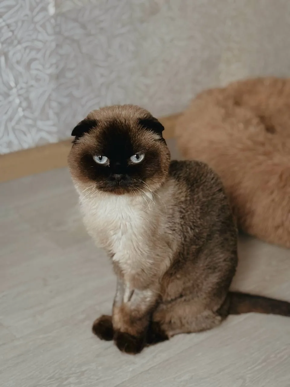 Кошка Марс, кот, Meow Family, Москва. Фото 3 из 7.