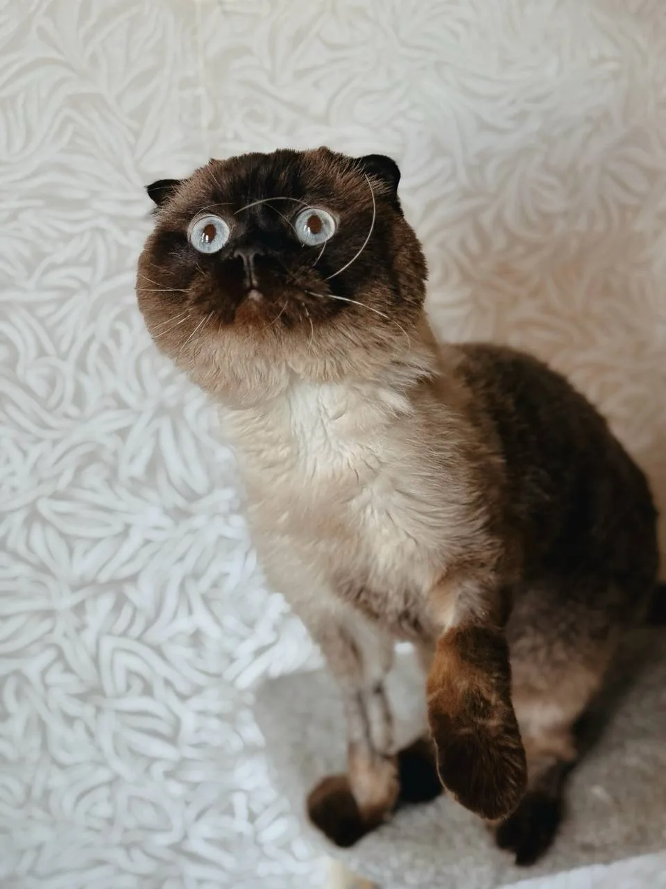 Кошка Марс, кот, Meow Family, Москва. Фото 4 из 7.