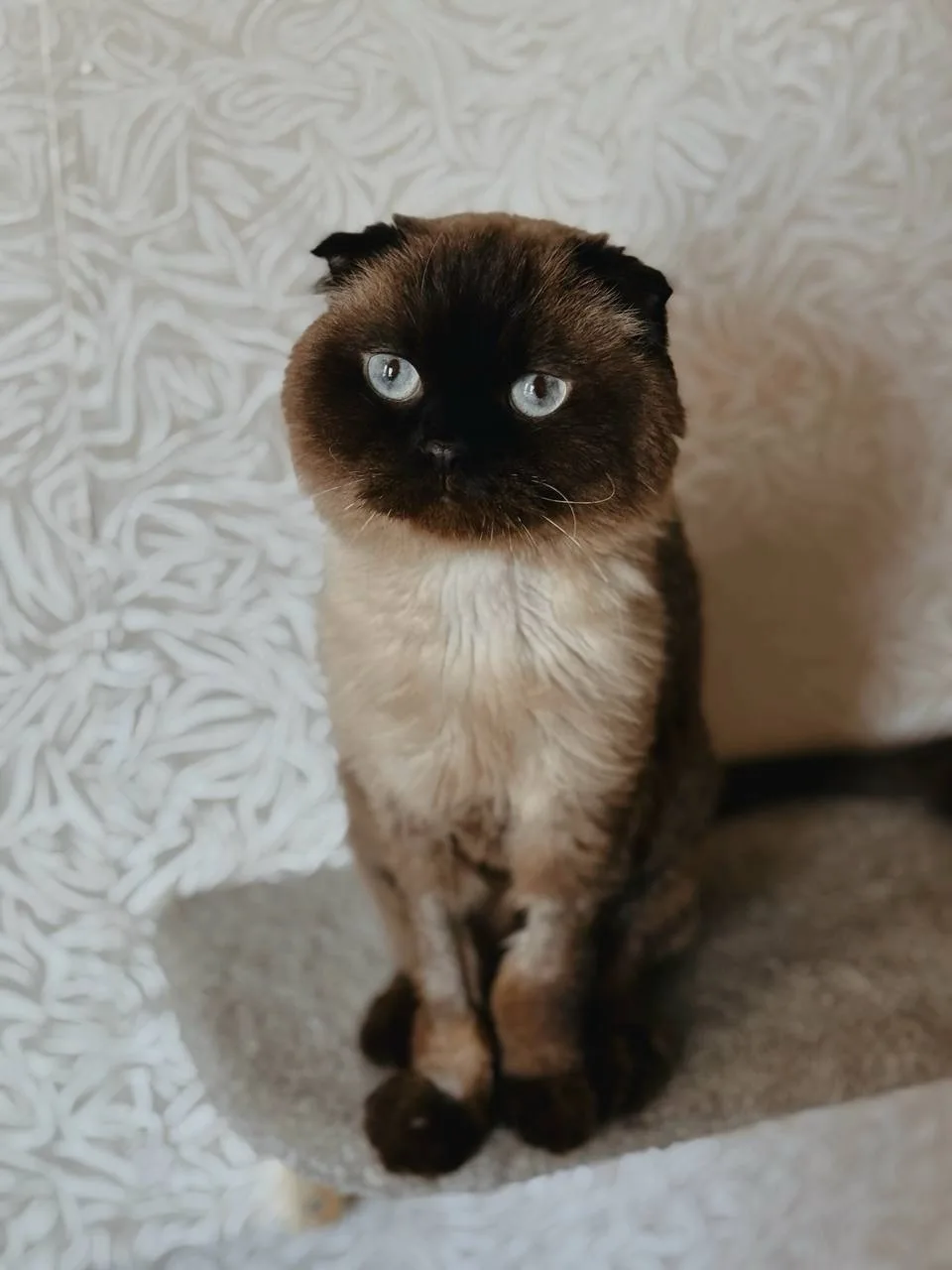 Кошка Марс, кот, Meow Family, Москва. Фото 5 из 7.