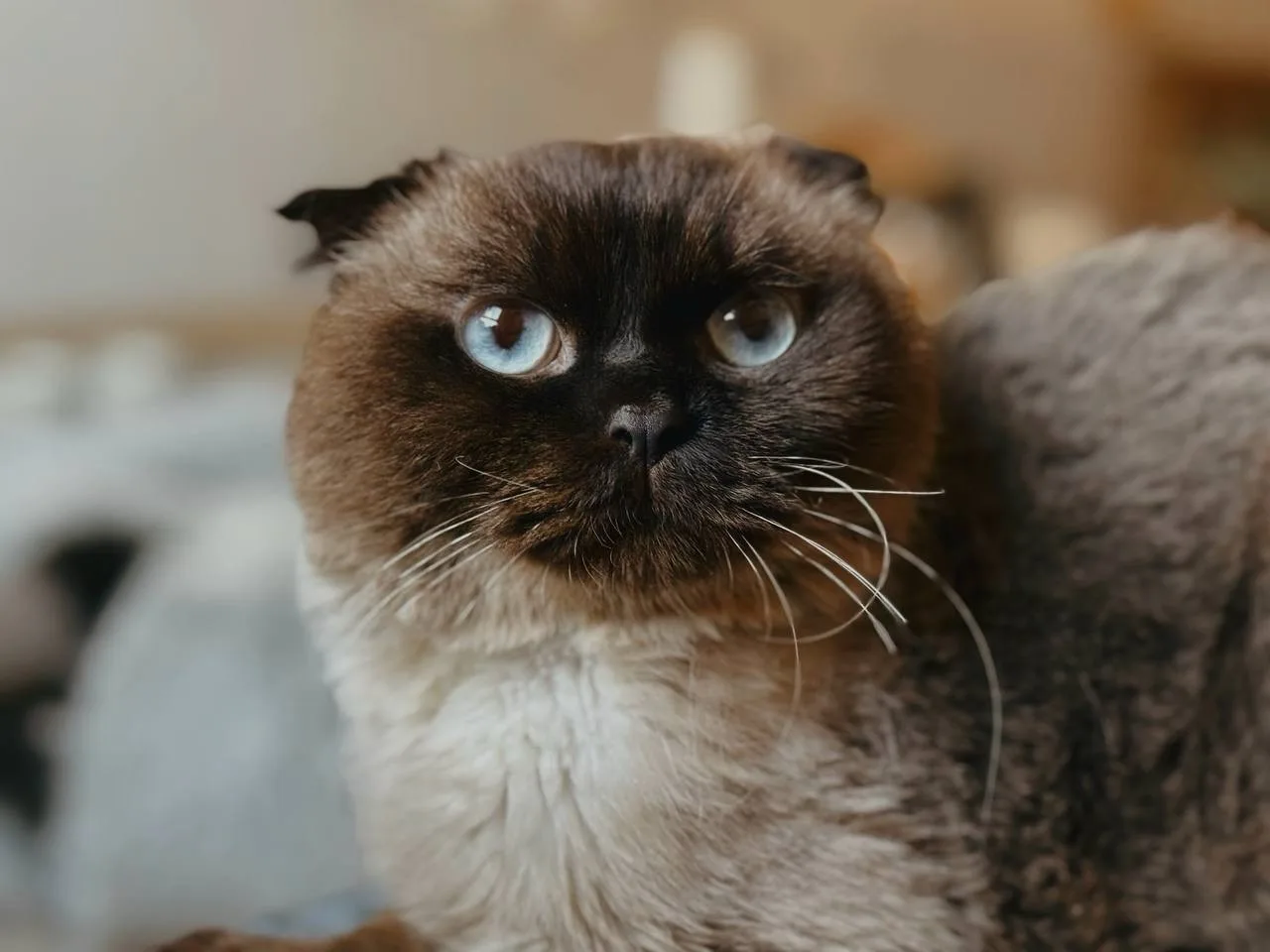 Кошка Марс, кот, Meow Family, Москва. Фото 1 из 7.