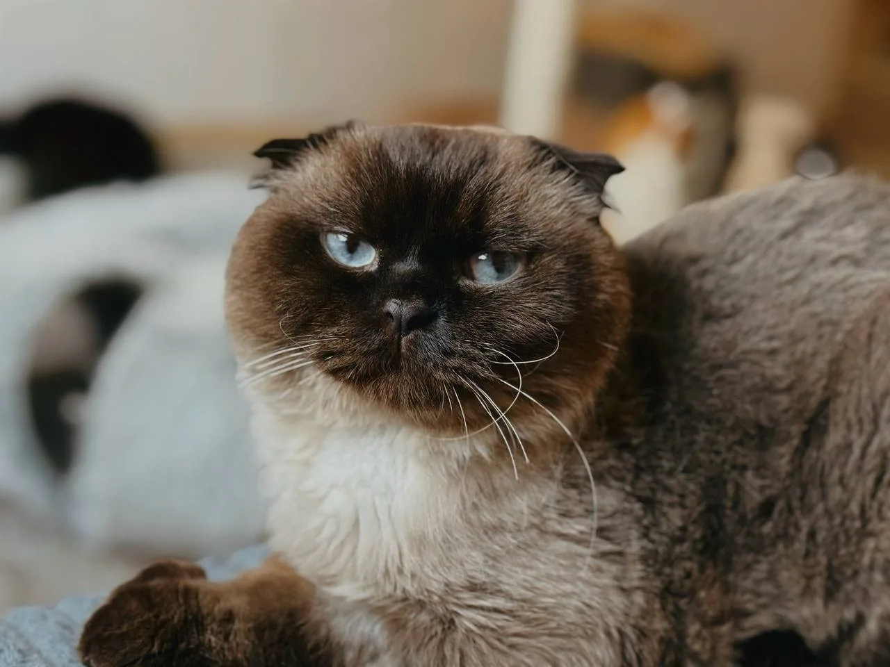 Кошка Марс, кот, Meow Family, Москва. Фото 6 из 7.