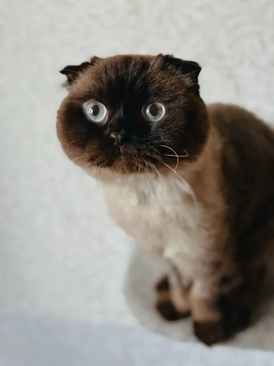 Кошка Марс, кот, Meow Family, Москва. Фото 7 из 7.