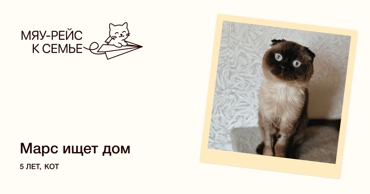 Кошка Марс, кот, Meow Family, Москва. Фото 8 из 8.