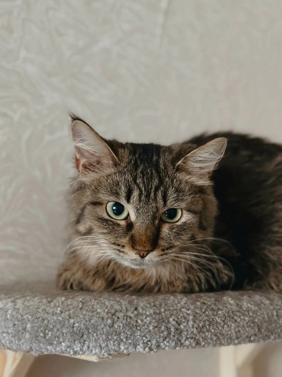 Кошка Пина Колада, кошка, Meow Family, Москва. Фото 1 из 4.