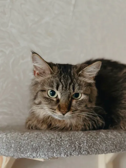Пина Колада — кошка, Москва