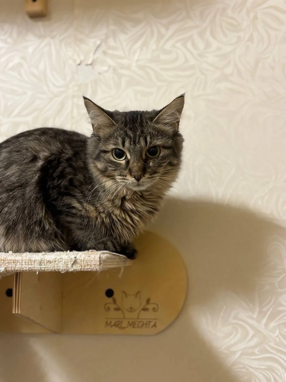 Кошка Пина Колада, кошка, Meow Family, Москва. Фото 2 из 4.