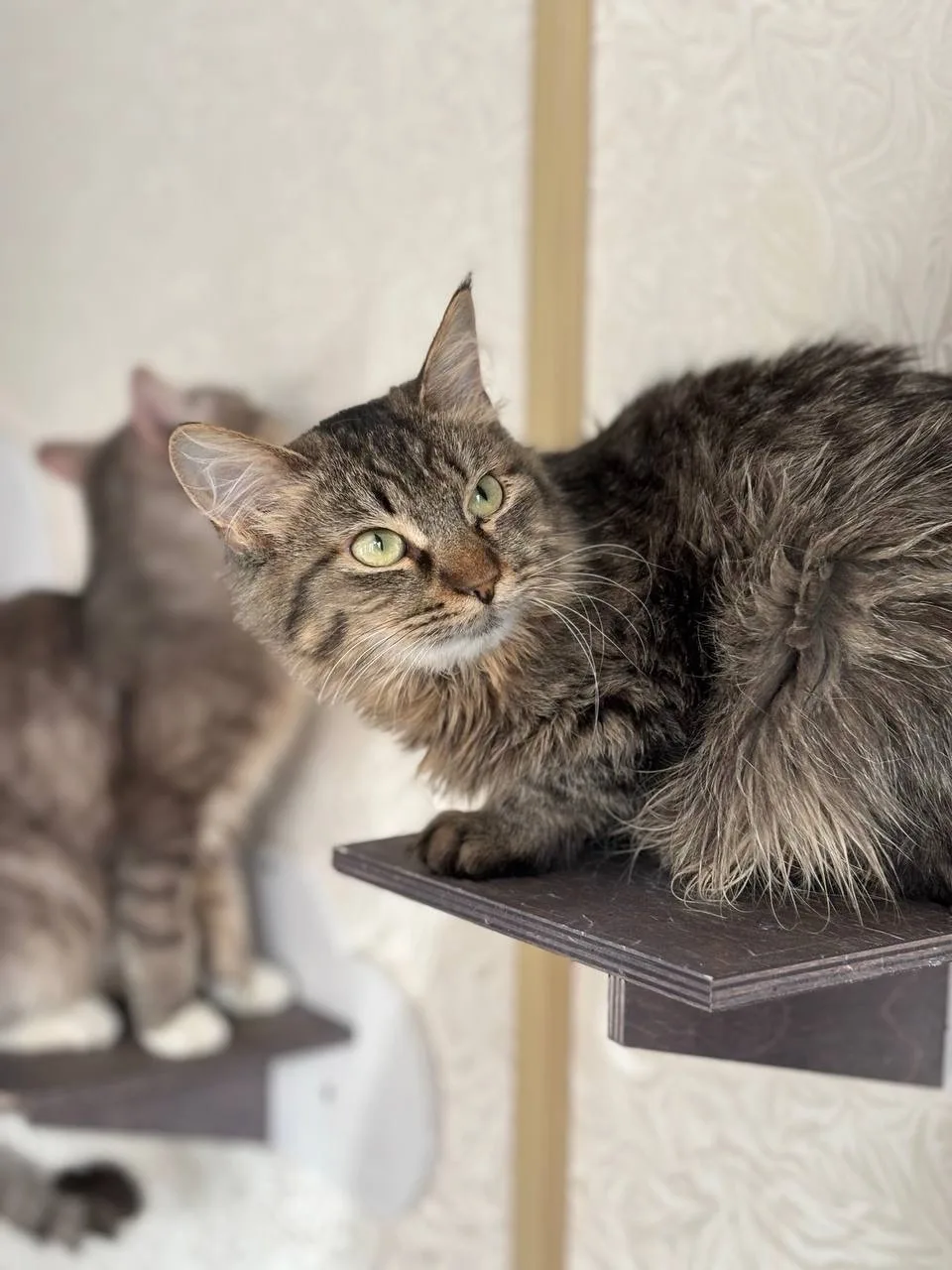 Кошка Пина Колада, кошка, Meow Family, Москва. Фото 4 из 4.