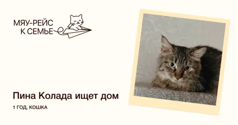 Пина Колада — кошка Около 1 года, Москва
