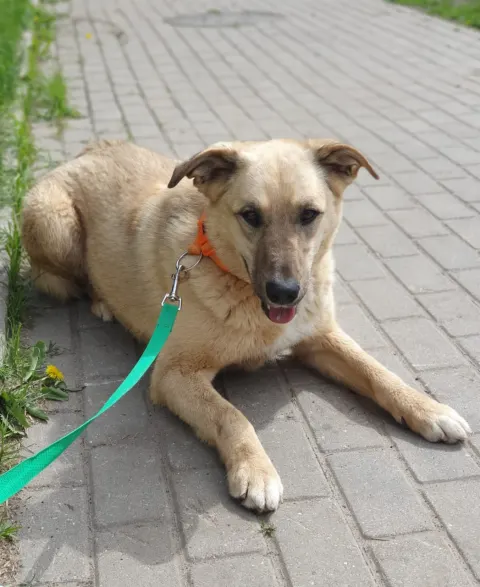 Саванна — собака, Москва