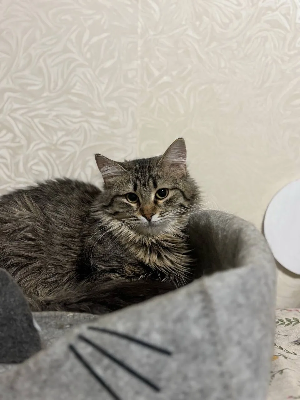 Кошка Виски, кошка, Meow Family, Москва. Фото 2 из 4.
