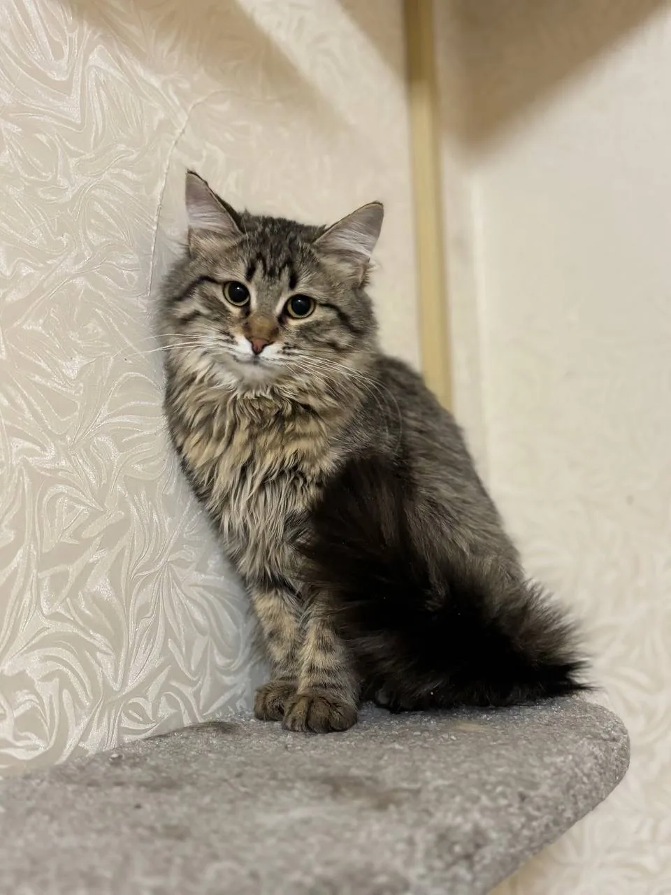 Кошка Виски, кошка, Meow Family, Москва. Фото 3 из 4.