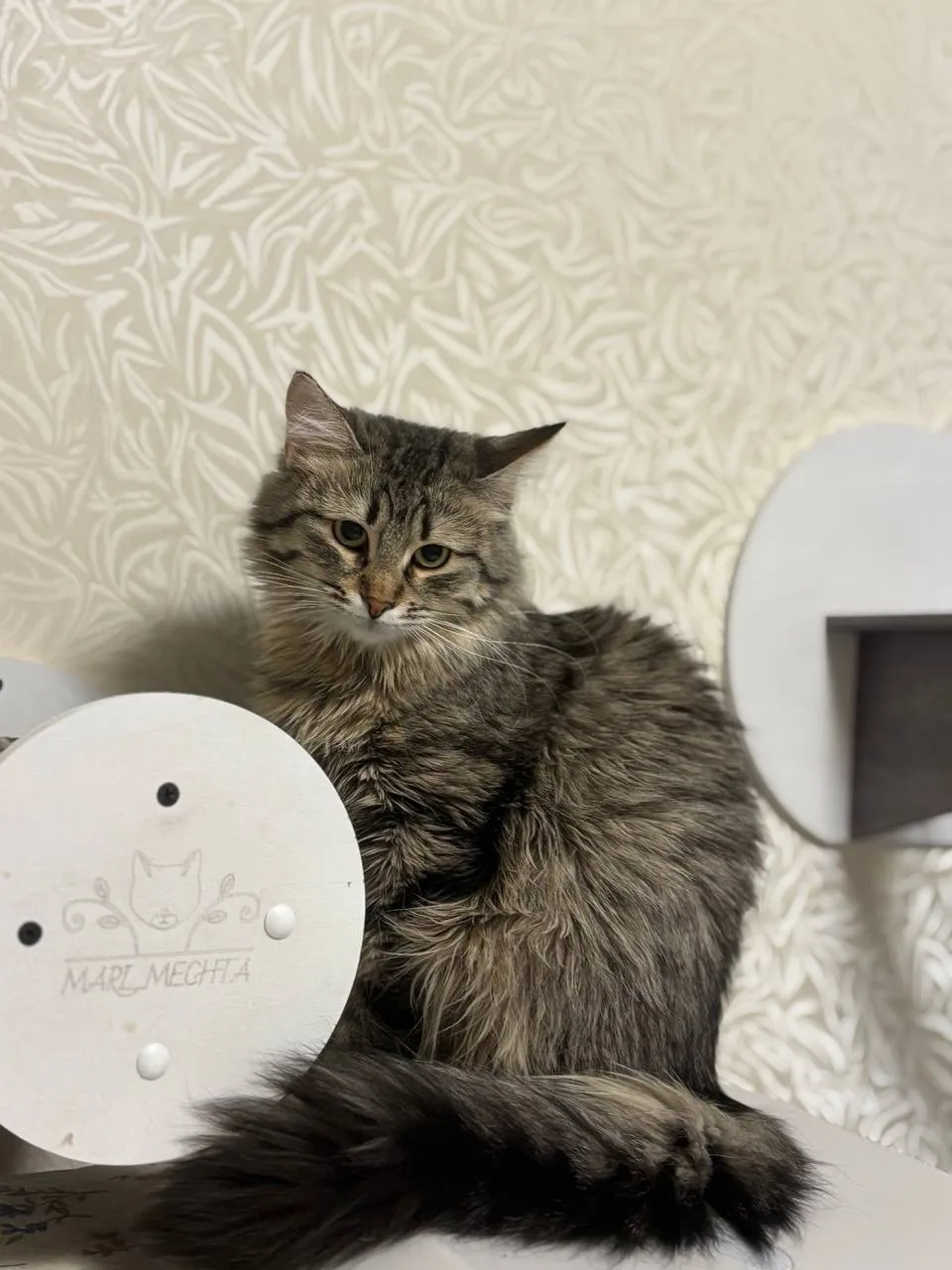 Кошка Виски, кошка, Meow Family, Москва. Фото 4 из 4.
