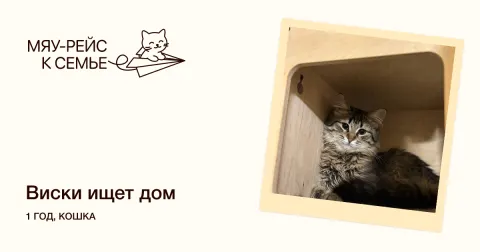 Виски — кошка Около 1 года, Москва