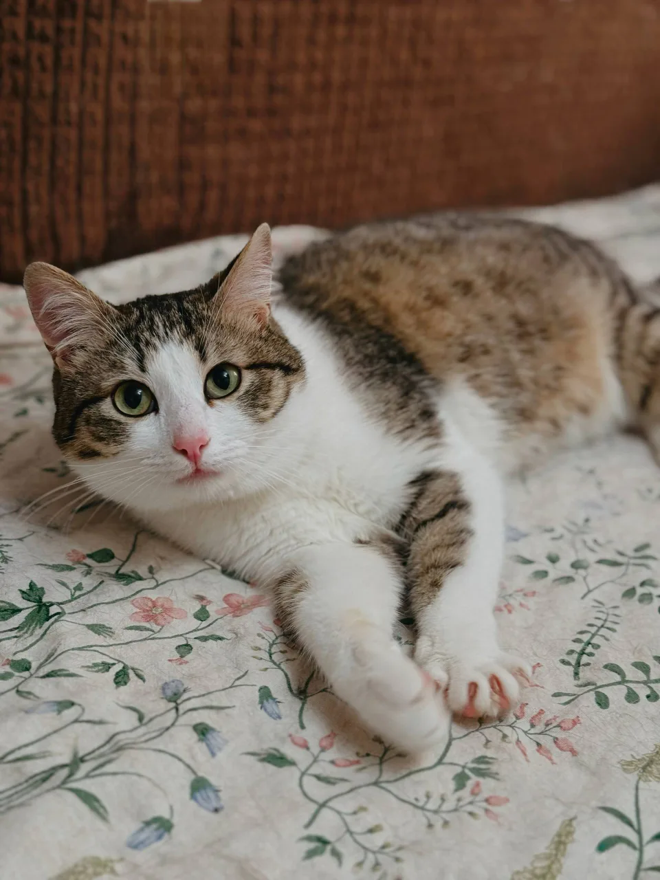 Кошка Прошутто, кот, Meow Family, Москва. Фото 1 из 2.