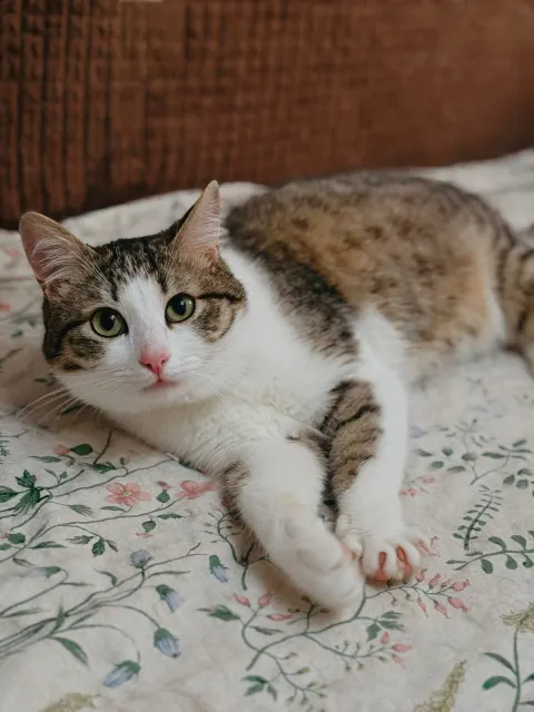 Прошутто — кошка, Москва