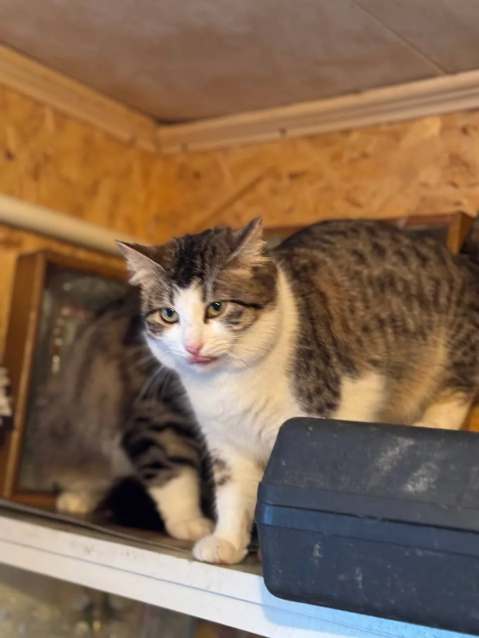 Кошка Прошутто, кот, Meow Family, Москва. Фото 2 из 2.
