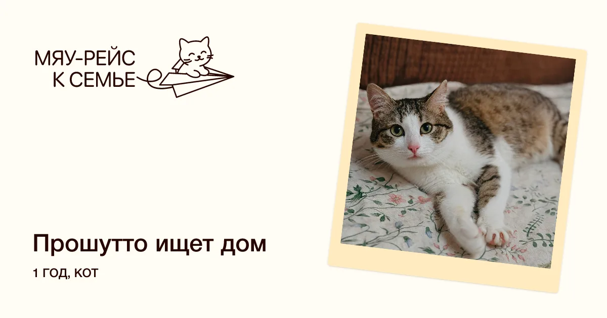 Кошка Прошутто, кот, Meow Family, Москва. Фото 1 из 3.