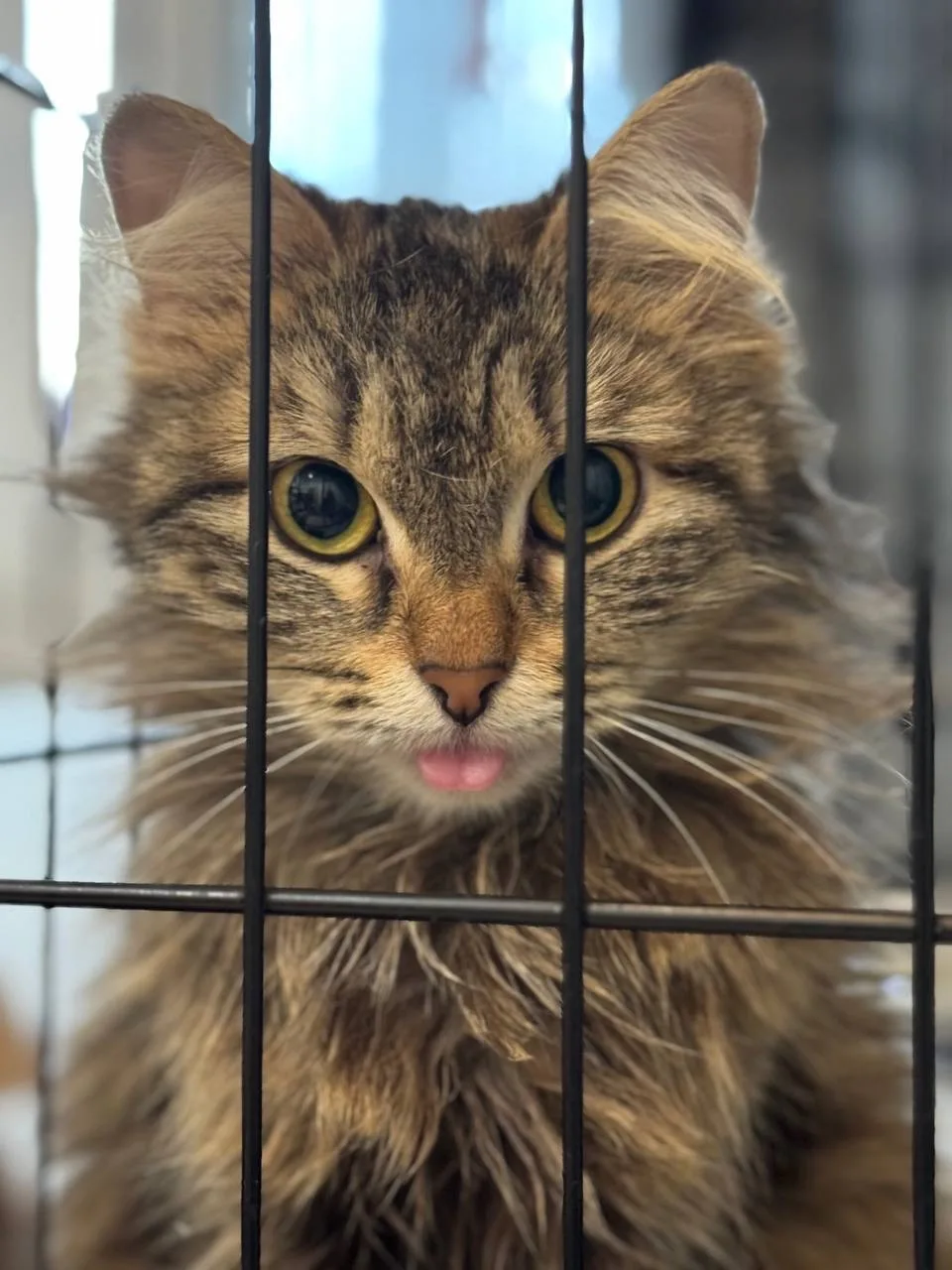 Кошка Марта, кошка, Meow Family, Москва. Фото 3 из 3.