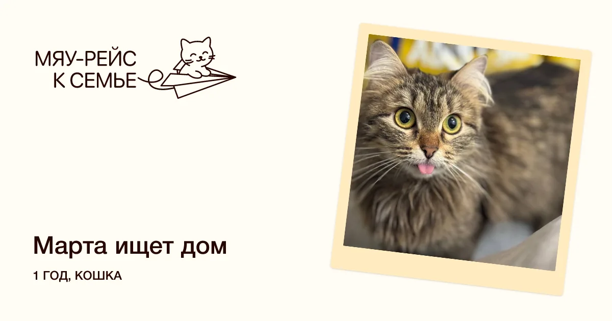 Кошка Марта, кошка, Meow Family, Москва. Фото 4 из 4.