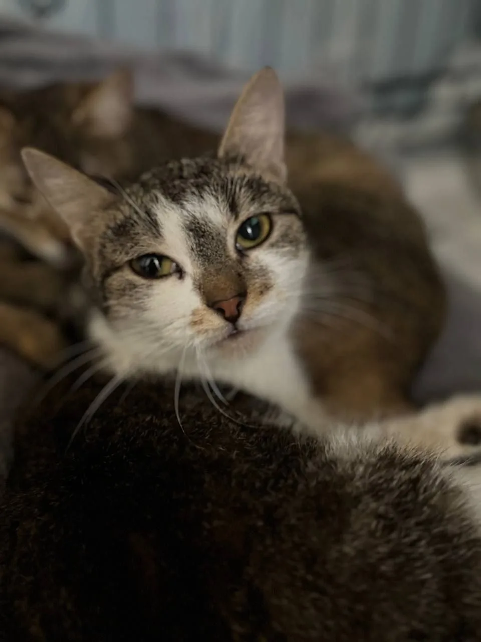 Кошка Маслёна, кошка, Meow Family, Москва. Фото 2 из 2.